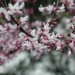 Redbud